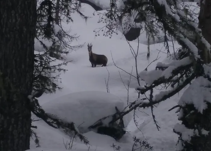 Appartement Cauterets *